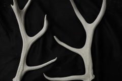 CERF-3